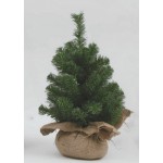 ALBERINO PVC VERDE CM.60 IN CASSETTA LEGNO