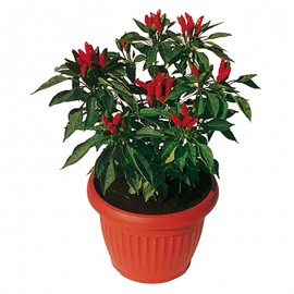 PEPERONCINO VS.14 RIC.