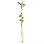 BAMBOO SPIRAL STELO