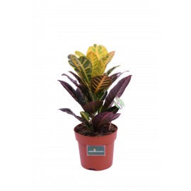 CROTON VARIEGATO VS.16
