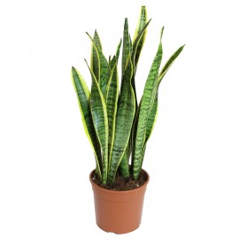 SANSEVERIA VS.17