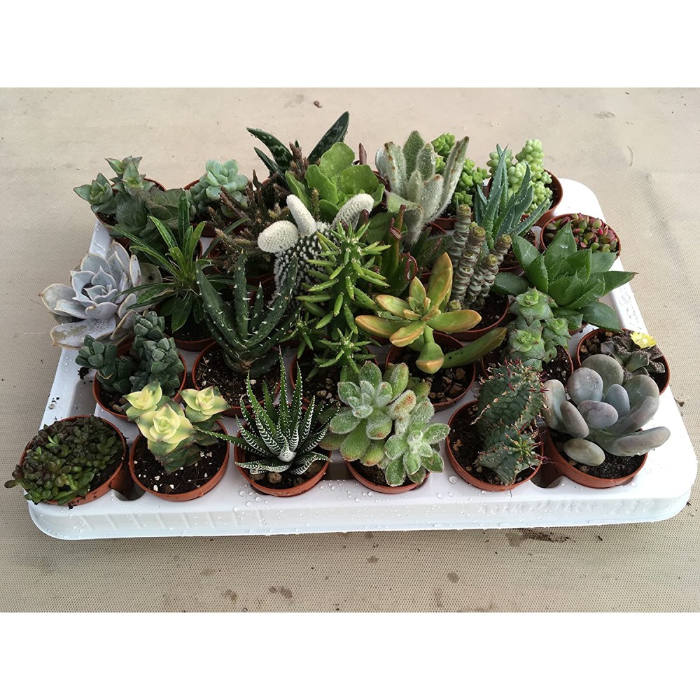 PIANTA GRASSA MIX VS.20