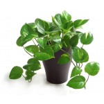 POTHOS BK 18