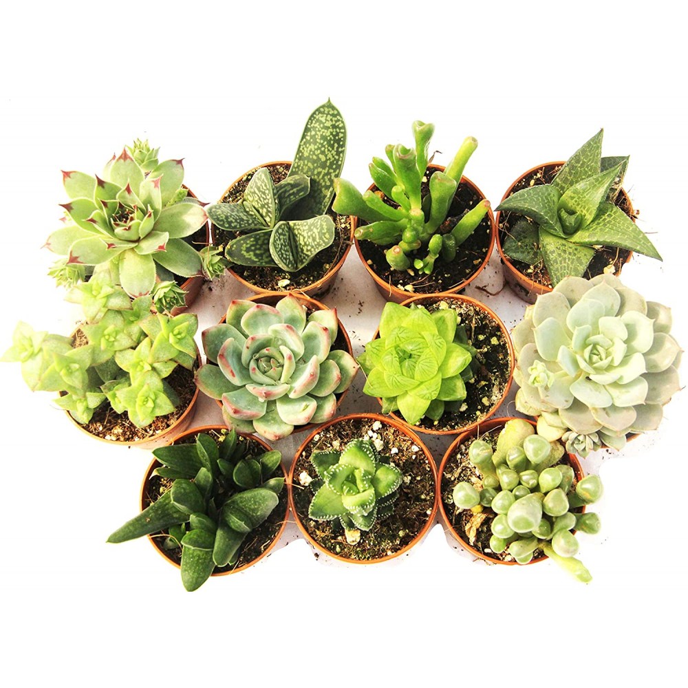 SUCCULENTE MIX VASO 10.5