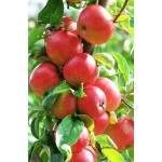 MELO MALUSCOMMUNIS 2/3 ANNIPA