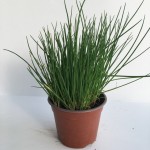 ERBA CIPOLLINA VS 14