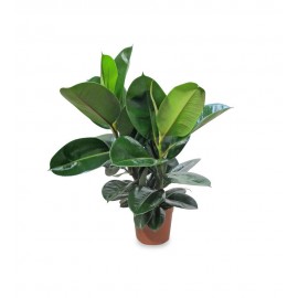 FICUS ROBUSTA VS.17