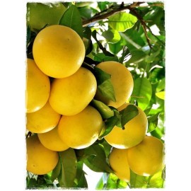POMPELMO CITRUS PARADISI VS.2