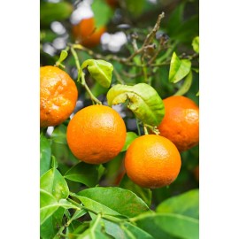 ARANCIO CITRUS SINENSIS VS.22