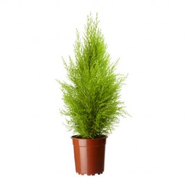 CUPRESSUS GOLD CREST VS.11
