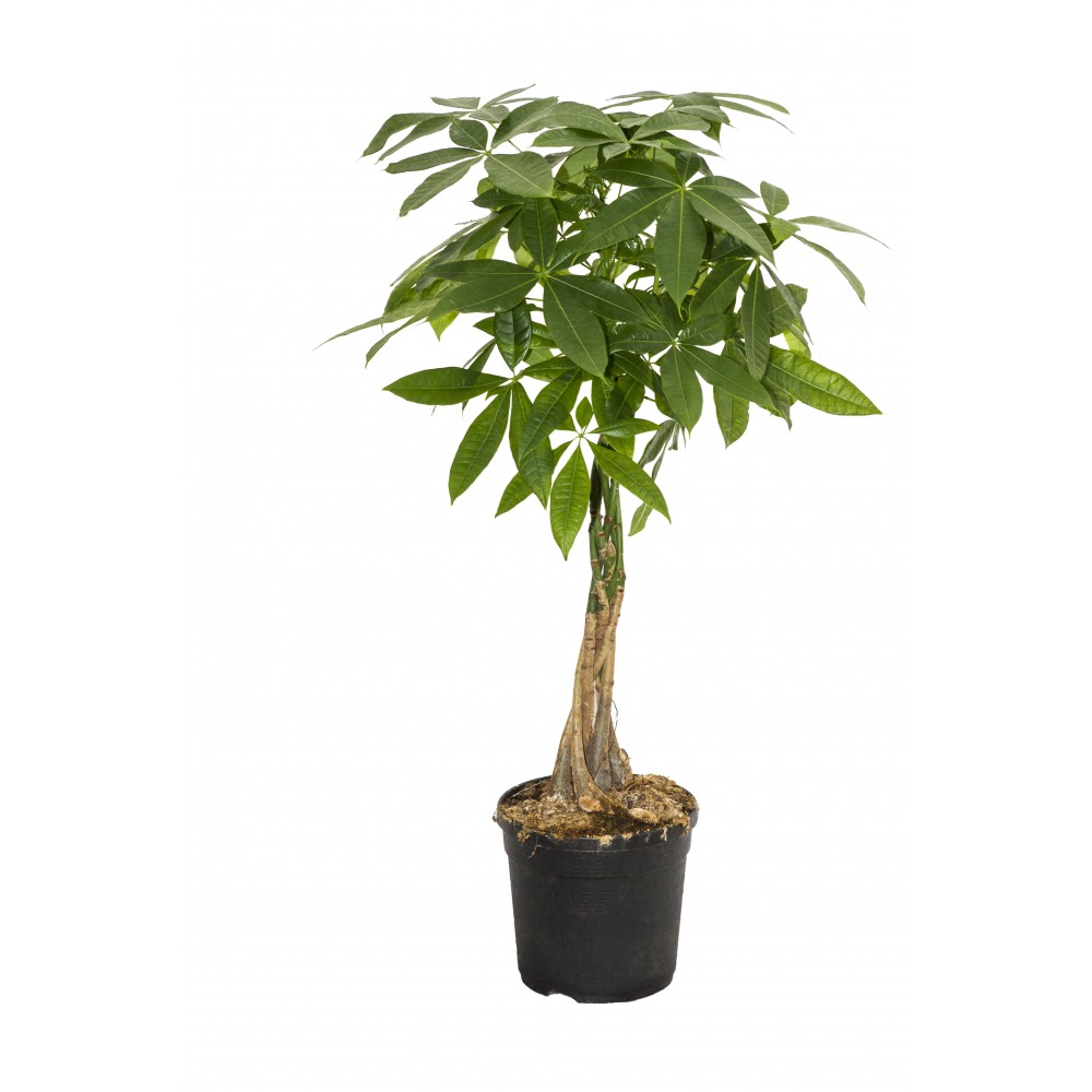 PACHIRA ACQUATICA VS. 15