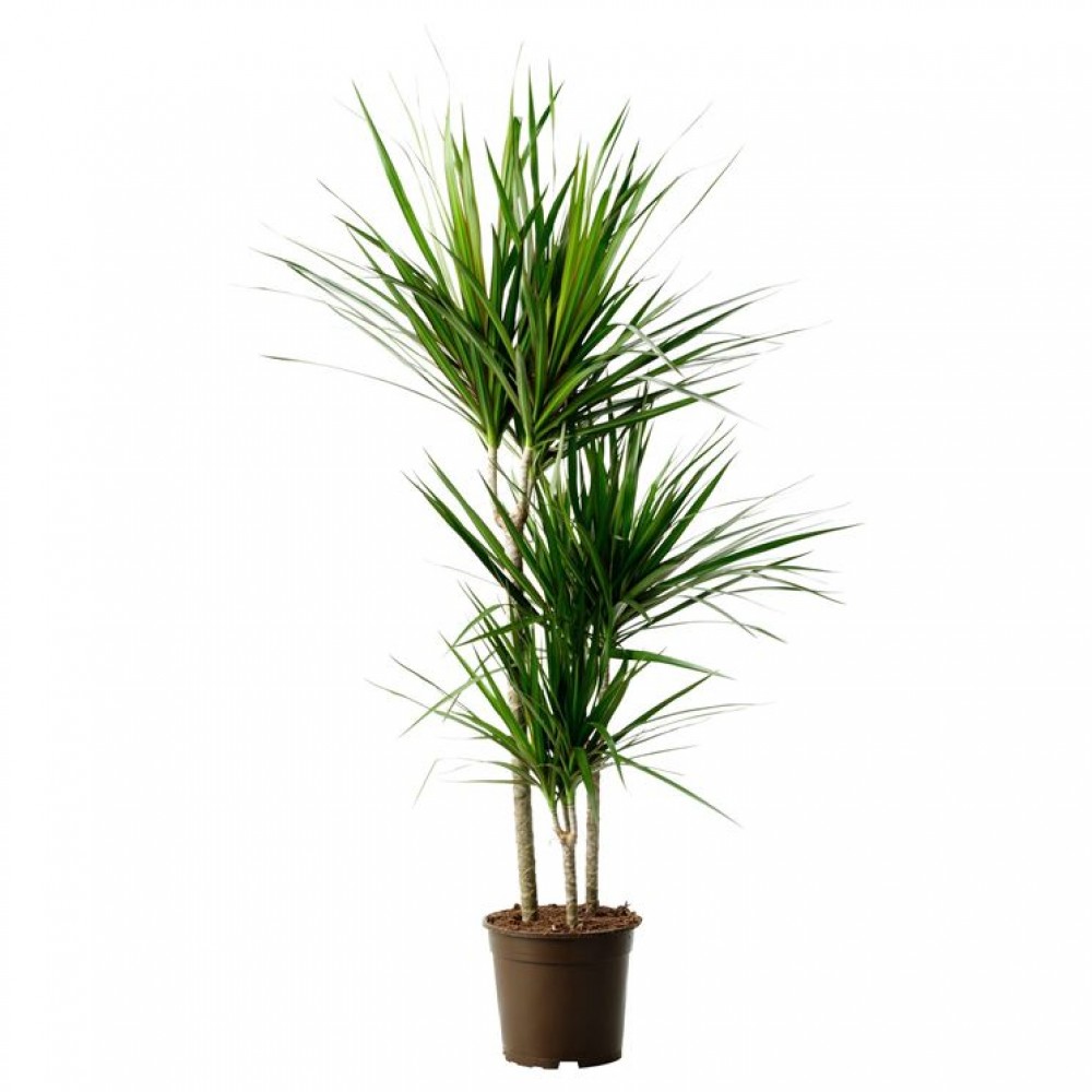DRACENA CORDYLINA VS. 17