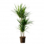 DRACENA CORDYLINA VS. 17