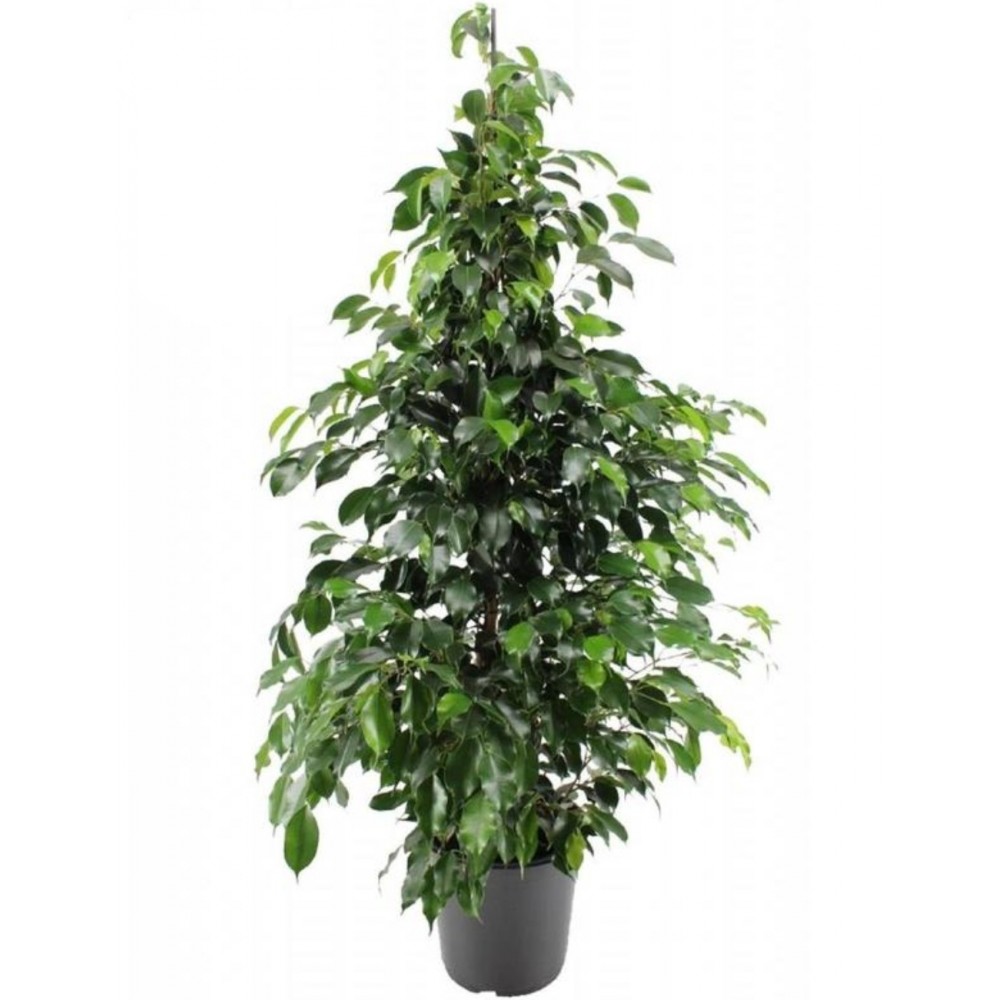 FICUS DANIEL VS. 17