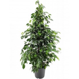 FICUS DANIEL VS. 17
