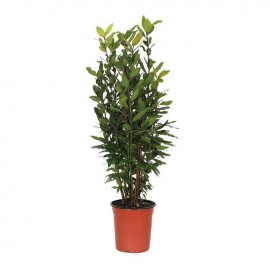 LAURUS NOBILIS VS.18