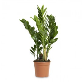 ZAMIOCULCAS VS.17