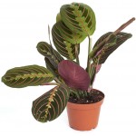 MARANTA MIX VS.17