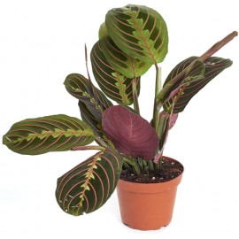 MARANTA MIX VS.17