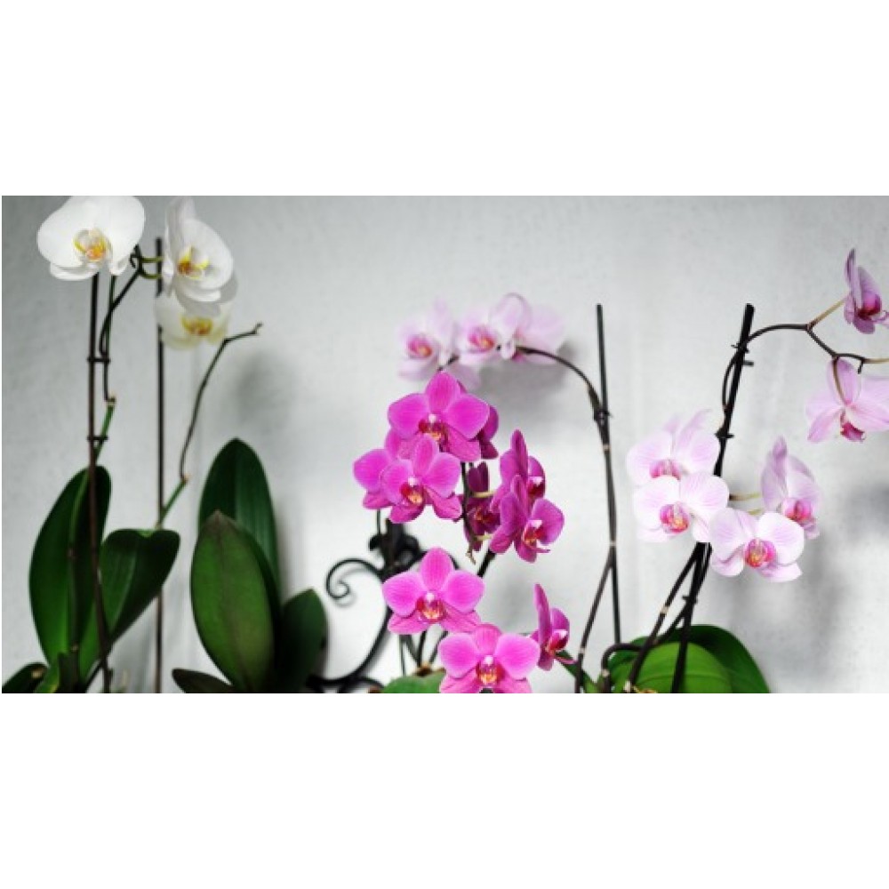 PHALAENDFSIS VS.12 80CM 1 STELO