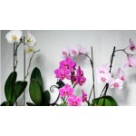PHALAENDFSIS VS.12 80CM 1 STELO