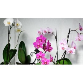 PHALAENDFSIS VS.12 80CM 1 STELO