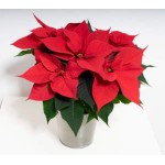 POINSETTIA VS.14 SPUNTATO 5+F