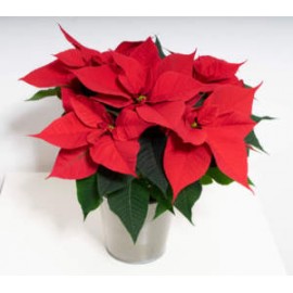 POINSETTIA VS.14 SPUNTATO 5+F