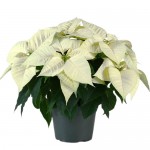 POINSETTIA VS.16 EXTRA