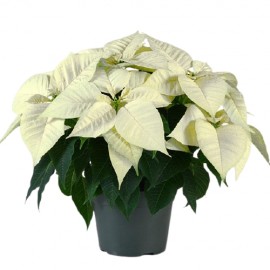 POINSETTIA VS.16 EXTRA