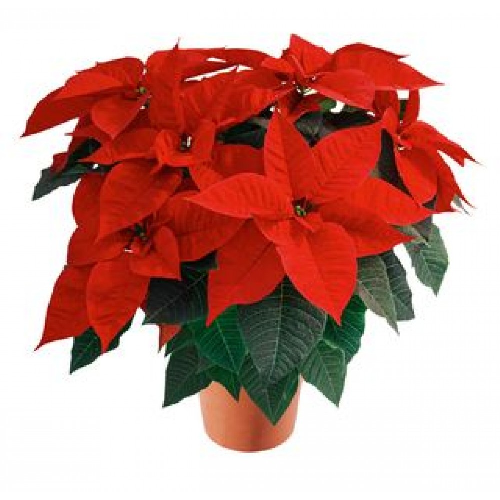 POINSETTIA VS.19