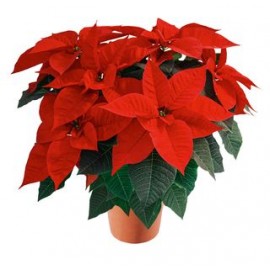 POINSETTIA VS.19