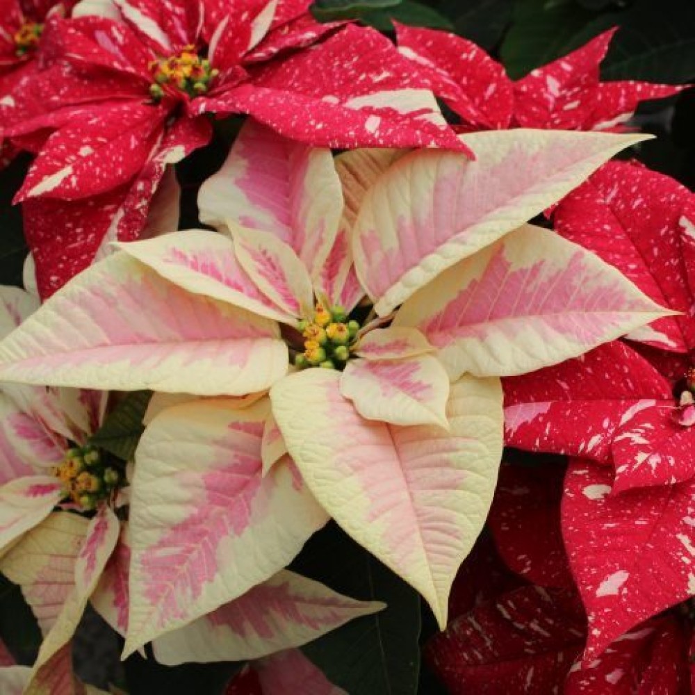 POINSETTIA VS.14 MIX COLORI