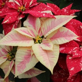 POINSETTIA VS.14 MIX COLORI