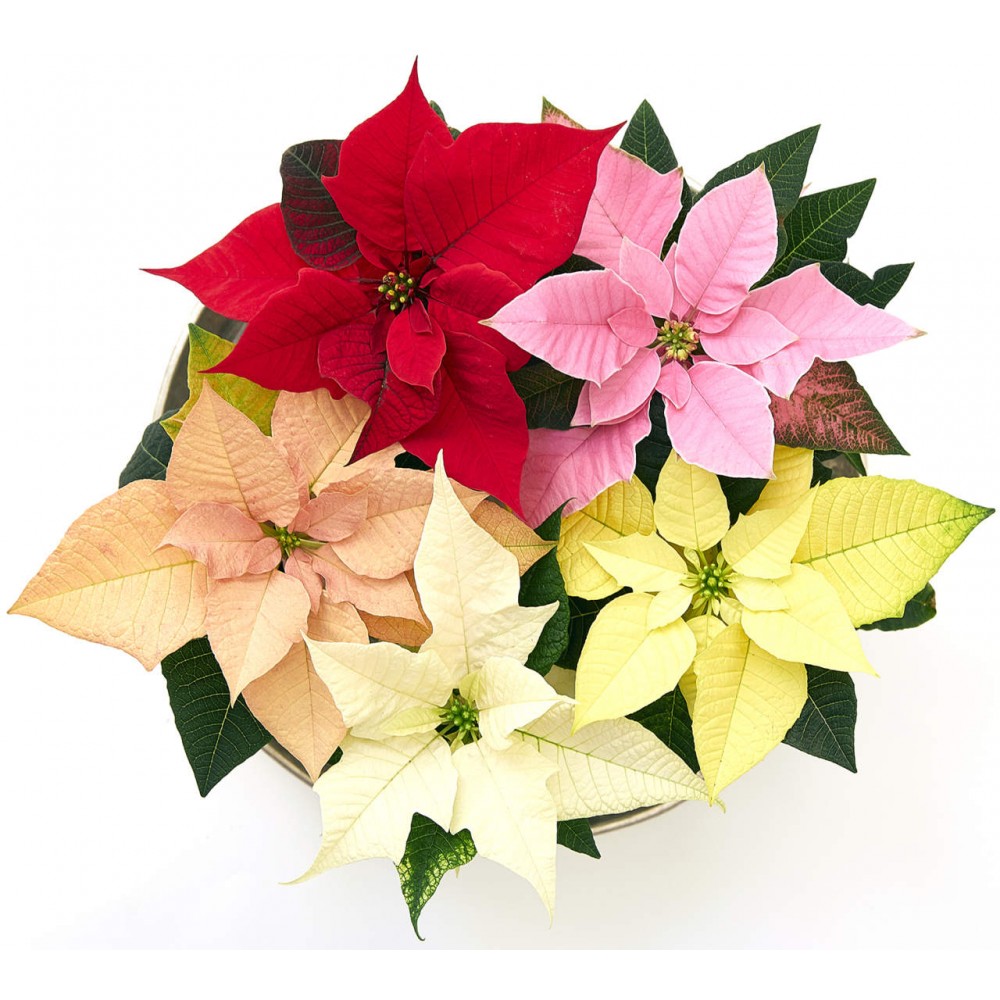 POINSETTIA VS.16 COLORATA