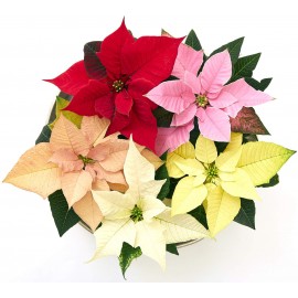 POINSETTIA VS.16 COLORATA