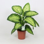 DIEFFEMBACCHIA TROPIC VS.17