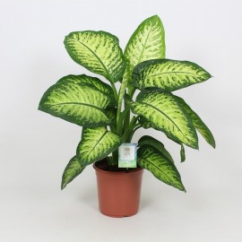 DIEFFEMBACCHIA TROPIC VS.17