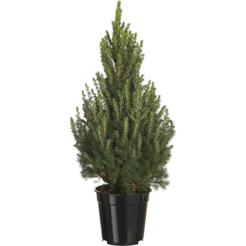 PICEA VS.23
