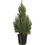 PICEA VS.23
