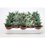 HAWORTIA VS. 5,5 MIX VARIETA'