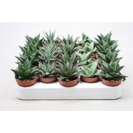 HAWORTIA VS. 5,5 MIX VARIETA'