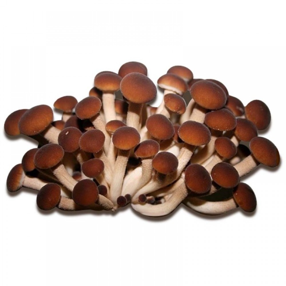 SUBSTRATO P. ERYNGI PIOPPINO