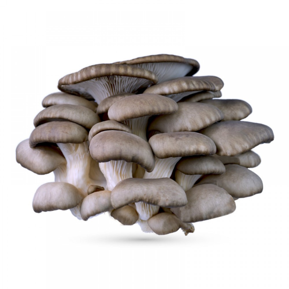 SUBSTRATO P. OSTREATUS SCATOLA 