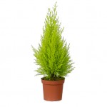 CUPRESSUS GOLDCREST VS.17