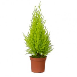 CUPRESSUS GOLDCREST VS.17