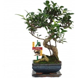 BONSAI FICUS 80 CM 