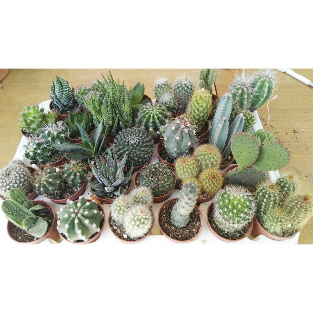 PIANTA GRASSA LOC. VASO 8 CM