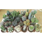 PIANTA GRASSA LOC. VASO 8 CM