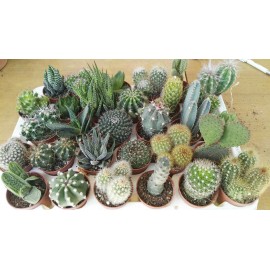 PIANTA GRASSA LOC. VASO 8 CM